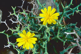 Gatell ("Launaea cervicornis")