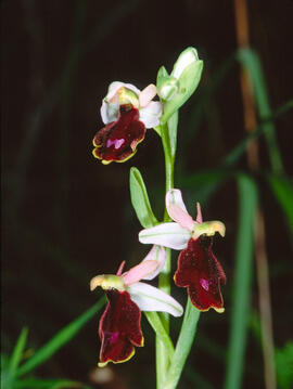 Orquídia ("Ophrys balearica")