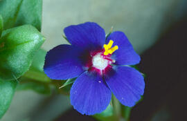Herba de la pulmonia ("Anagallis foemina")
