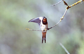 Oronella ("Hirundo rustica")