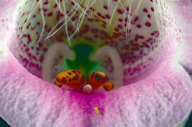 Dedalera ("Digitalis purpurea")