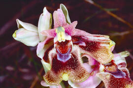 Mosca vermella ("Ophrys tenthredinifera")