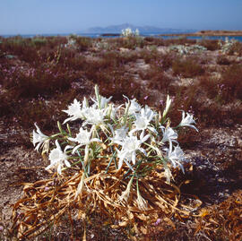 Lliri de mar ("Pancratium maritimum")