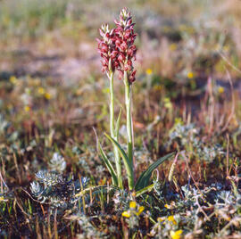 Abellera olorosa ("Anacamptis coriophora")