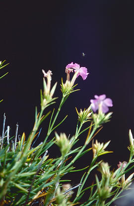Coixinet de monja ("Erinacea anthyllis")