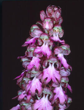Mosques grosses ("Himantoglossum robertianum")