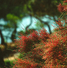 Èfedra ("Ephedra distachya")