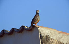 Perdiu ("Alectoris rufa")