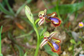 Abellera de mirall ("Ophrys speculum")
