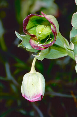 Marxívol ("Helleborus foetidus")