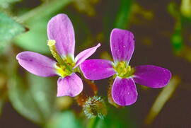 Centaura ("Centaurium pulchellum")