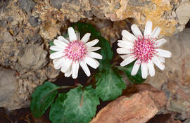 Camamil·la de la mar ("Senecio varicosus")