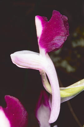 Abellera banyuda ("Orchis longicornu")
