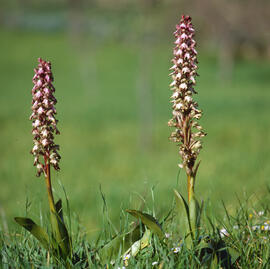 Botons de ca ("Orchis purpurea")