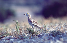 Sebel·lí ("Burhinus oedicnemus")