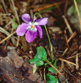 "Viola hirta"