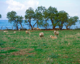 Ramat d'ovelles ran de mar