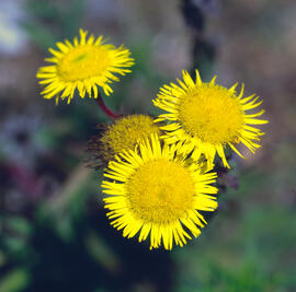 Flor d'herba pucera ("Pulicaria odora")
