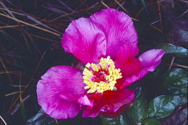 Peònia ("Paeonia mascula")