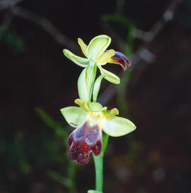 Abellera fosca ("Ophrys fusca")