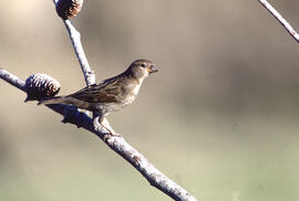 Gorrió ("Passer domesticus")