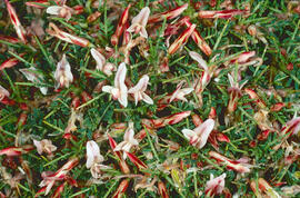 Eixorba-rates negre ("Astragalus balearicus")