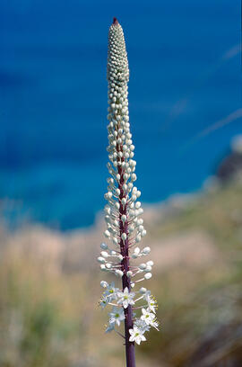 Ceba marina ("Drimia maritima")