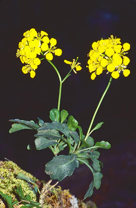 Col borda ("Brassica balearica")