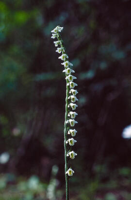 Orquídia de tardor ("Spiranthes spiralis")