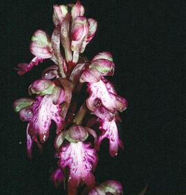 Mosques grosses ("Himantoglossum robertianum")