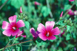 Malva ("Malva arborea")