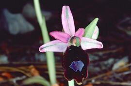 Orquídia ("Ophrys balearica")