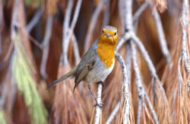 Ropit ("Erithacus rubecula")