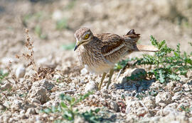 Sebel·lí ("Burhinus oedicnemus")