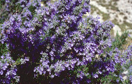 Romaní ("Salvia rosmarinus")