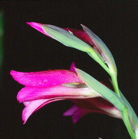 Gladiol ("Gladiolus italicus")