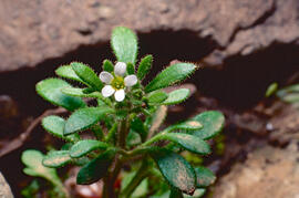 Saxífraga de tres dits ("Saxifraga tridactylites L.")