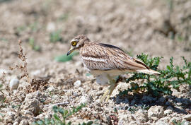 Sebel·lí ("Burhinus oedicnemus")
