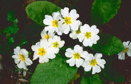 Primavera blanca ("Primula vulgaris")