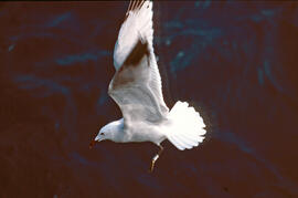 Gavina roja ("Larus audouinii")