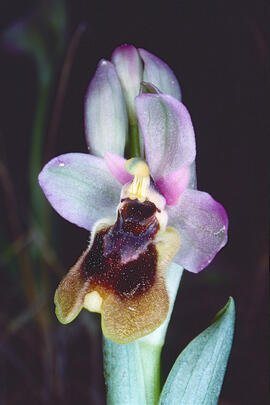 Mosca vermella ("Ophrys tenthredinifera")