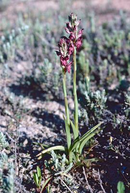 Abellera olorosa ("Anacamptis coriophora")
