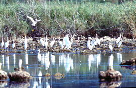 Grup d'agrons blancs ("Ardea alba") i un avisador ("Himantopus himantopus")