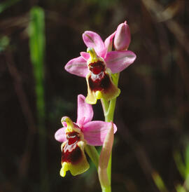 Abellera vermella ("Ophrys tenthredinifera")