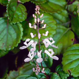 Planta dels diners ("Plectranthus verticillatu")