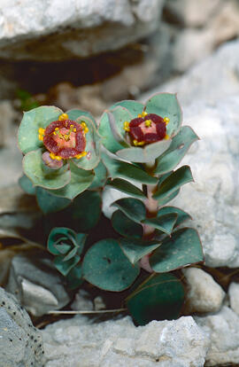 Floreta de pastor ("Euphorbia rigida")