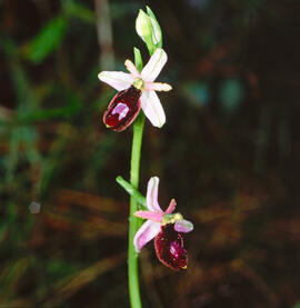 Orquídia ("Ophrys balearica")