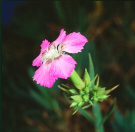 Clavell ("Dianthus rupicola")