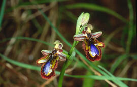Abellera de mirall ("Ophrys speculum")