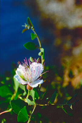 Taparera ("Capparis spinosa")